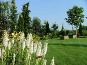 Projektowanie ogrodu - Ogród z liatrą kłosową